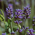 Lavender Essential Oil