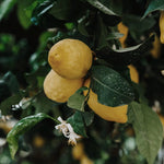 Lemon Essential Oil