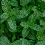 Peppermint Essential Oil